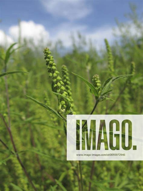 bynke ambrosie|Ambrosia artemisiifolia (common ragweed) 